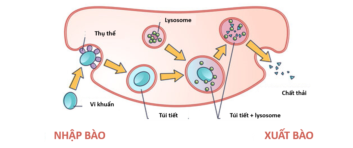 nhập bào là phương thức vận chuyển gì