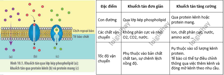 thẩm thấu là kiểu vận chuyển gì