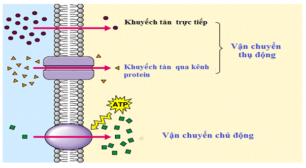 vận chuyển chủ động có ý nghĩa gì